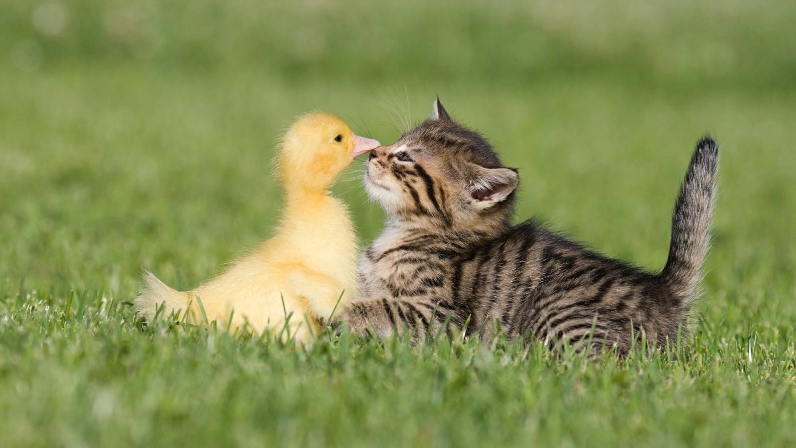 cats-birds-friends