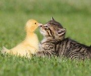 cats-birds-friends